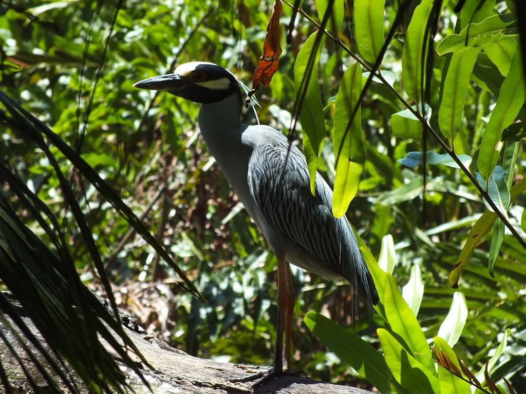 Cabinas Caribe Luna Cahuita Ngoại thất bức ảnh