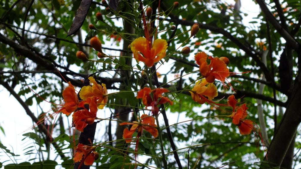 Cabinas Caribe Luna Cahuita Ngoại thất bức ảnh
