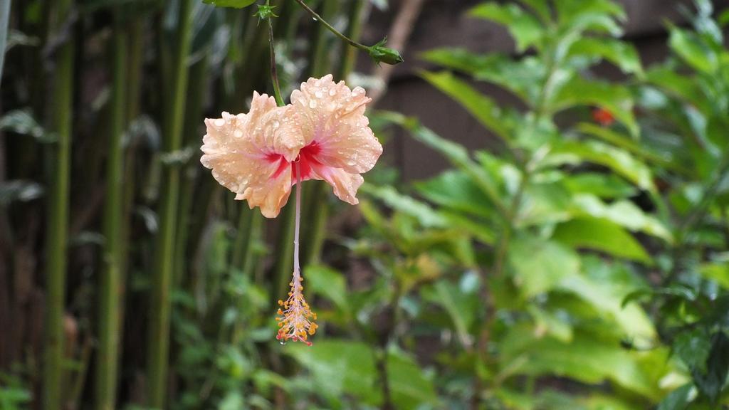 Cabinas Caribe Luna Cahuita Ngoại thất bức ảnh